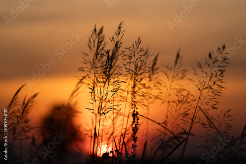Obraz na płótnie The silhouette of the grass flowers with the beautiful evening sky. w salonie
