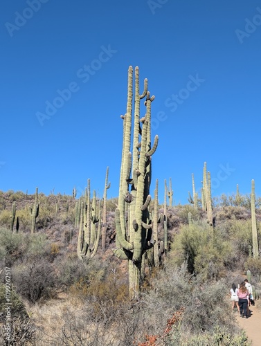 cactus in the desert
