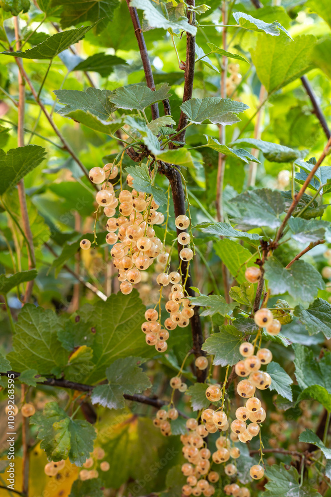 Obraz premium Close up view of beautiful yellow flowers with green leaves. Grewia asiatica, commonly known as phalsa or falsa Black currant flowers sway gently in the breeze against a canvas of serene sky