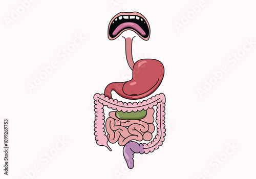digestion human body, a  sketch of a human digestive system howing various organs involved in digestion. 