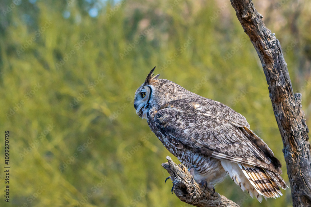 Fototapeta premium A Great Horned Owl in Tucson, Arizona