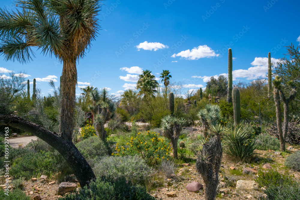 Fototapeta premium A spiny wild cactus plant in Tucson, Arizona