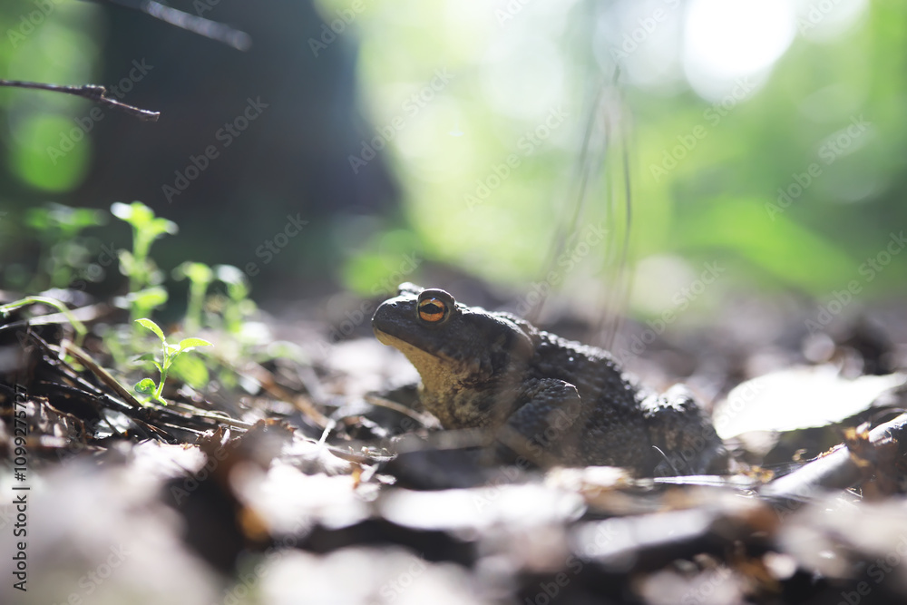 Obraz premium Close-Up of Frog in Forest: Nature, Wildlife, Amphibian, Environment, Macro Photography