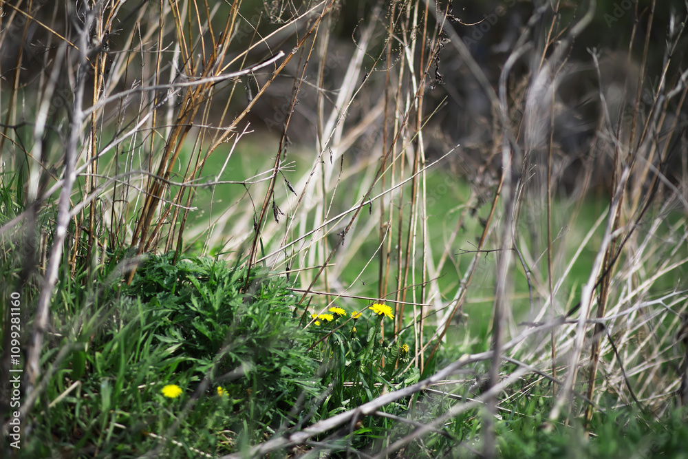 Obraz premium Wild Grass and Yellow Wildflowers in a Natural Meadow Landscape