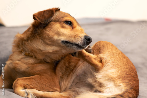 A small brown dog is scratching its head using its paw now