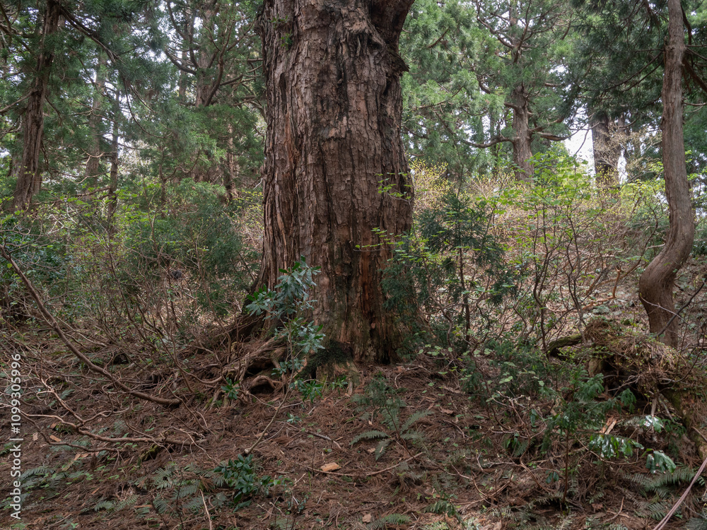 Fototapeta premium 佐渡島の天然杉