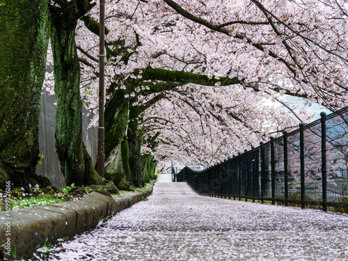 ニュータウンの川沿いの桜並木とフェンス