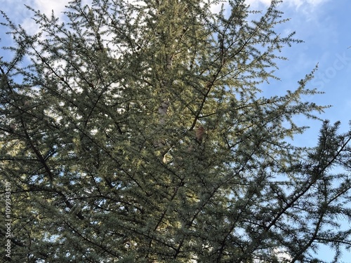 Branch of Atlas cedar with white green needles and young female cones. Close-up of the beautiful Cedrus Atlantica tree in the Pinaceae family. Natural beauty of the elegant, green, coniferous branch.
 photo