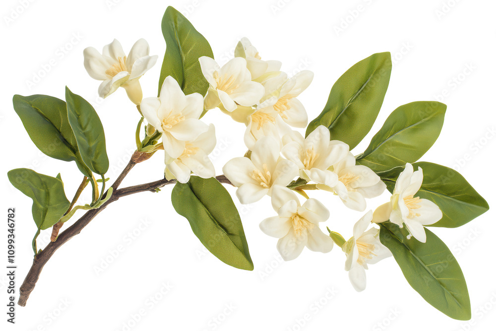 Fototapeta premium Branch with white blossoms and green leaves isolated. PNG transparent.