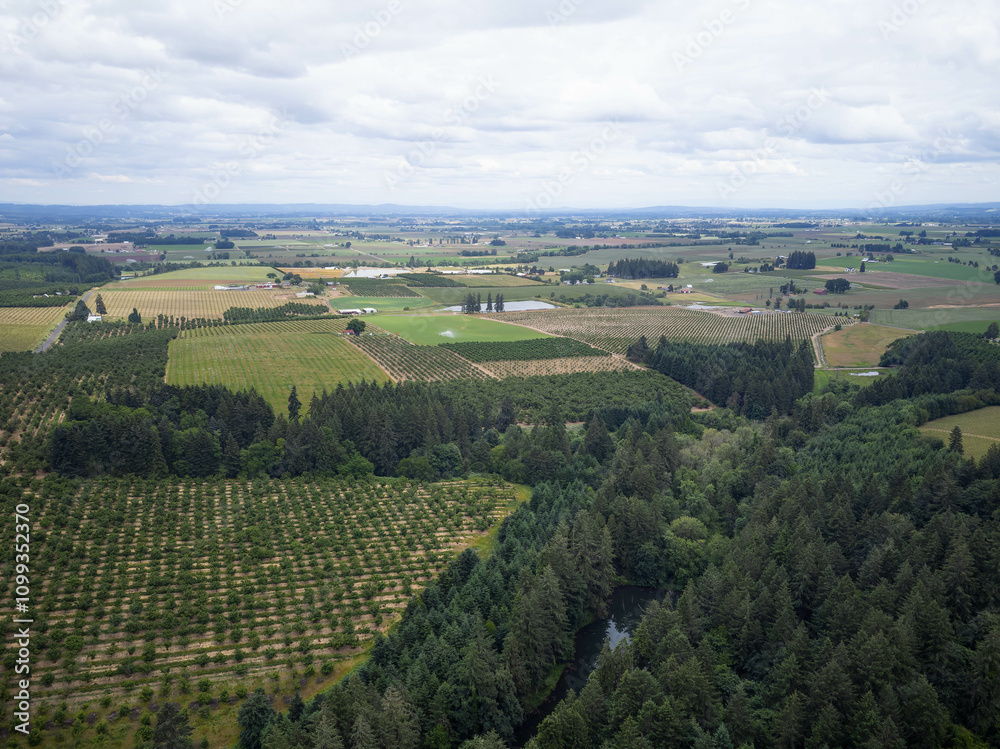 Obraz premium A large field of trees and green plants with a river running through it