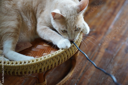 Orange Cat Biting on Electric Wire