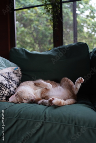 Orange Cat Sleeping in Funny Position