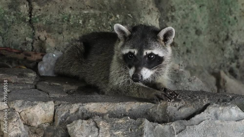 wild raccoon in yucatan mexico photo