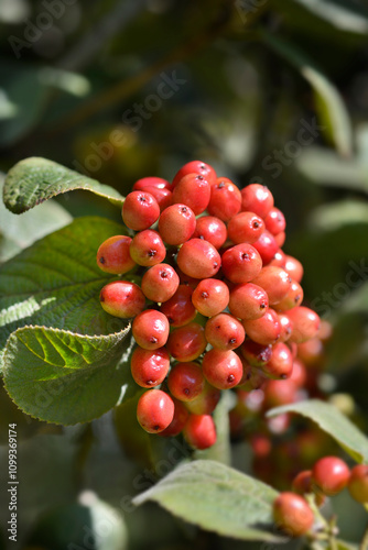 Wallpaper Mural Wayfaring tree branch with fruit Torontodigital.ca