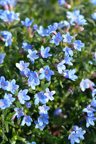 Scrambling gromwell flowers photo