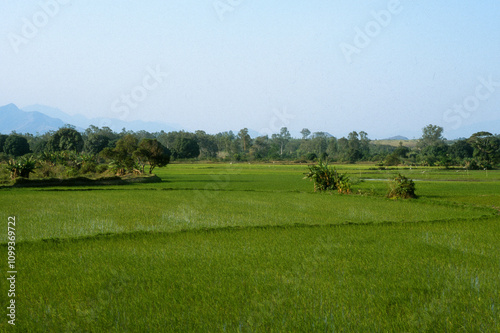 Fototapeta Naklejka Na Ścianę i Meble -  Risieres, Fort Dauphin, Madagascar