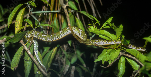 Boa de Madagascar, Acrantophis  madagascariensis, Madagascar photo