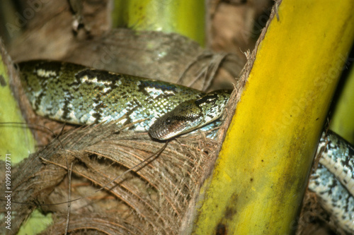Boa de Madagascar, Acrantophis  madagascariensis, Madagascar photo