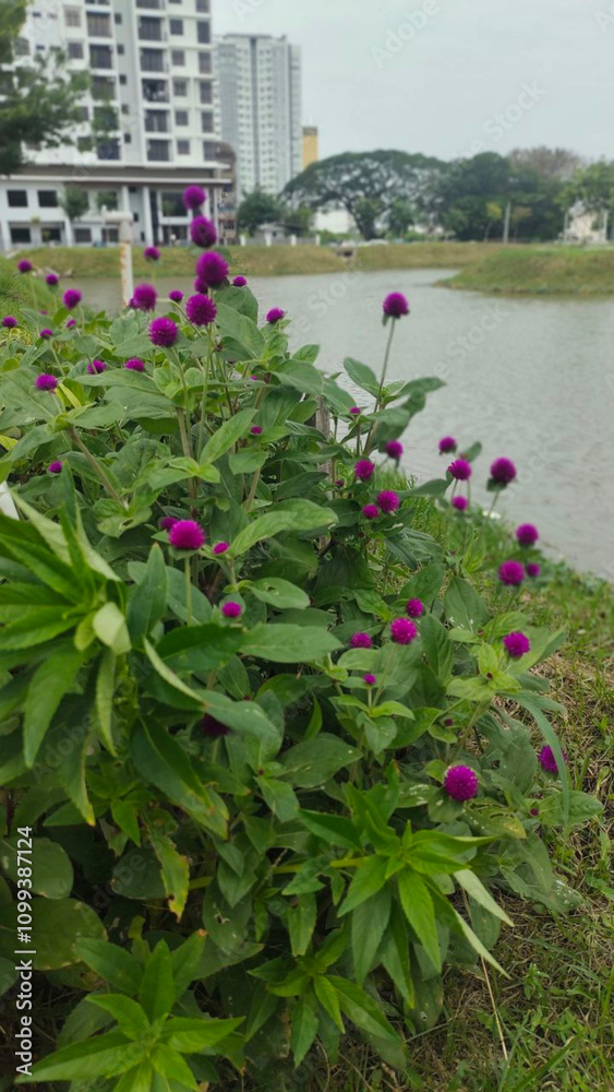 Fototapeta premium flowers in a lake