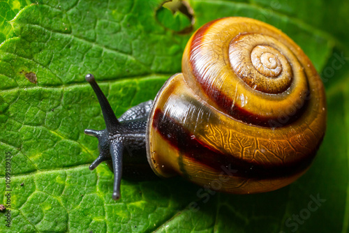 Foto Oxychilus alliarius , commonly known as the garlic snail or garlic glass-snail