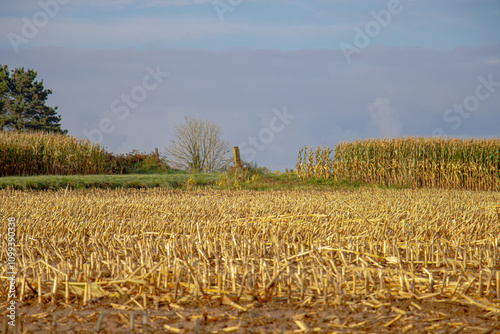 A golden cornfield in Brittany, ready for harvest, stretches under a clear blue sky. The tall stalks sway gently in the breeze, reflecting the region's agricultural richness and natural beauty.