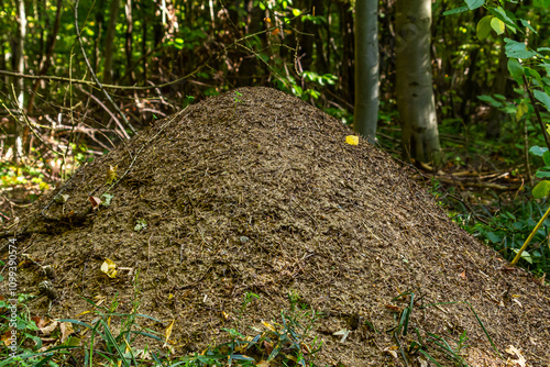 Bilde på lerret the big anthill - Red wood ant Formica rufa in a forest