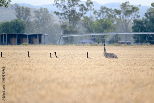 Emu bird family with chicks in wheat field crop, Queensland Australia, national native wildlife emblem fauna, rural countryside landscape photo