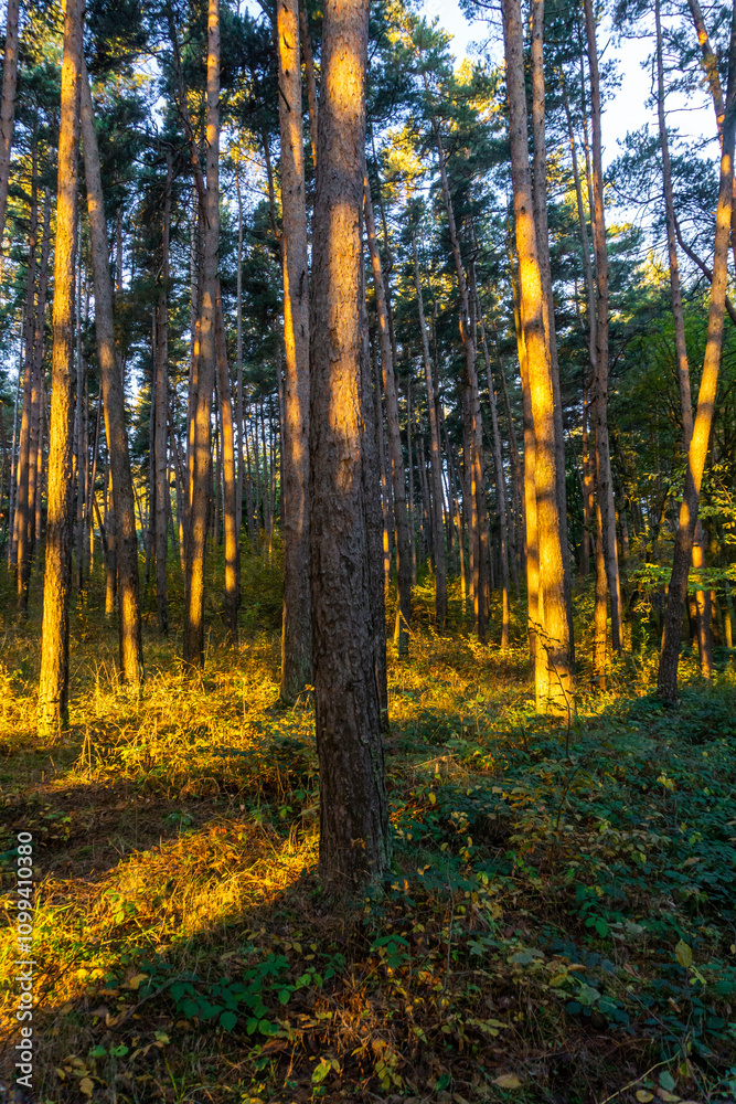 Fototapeta premium Early morning in a coniferous forest. Warm rays of sunlight fall on tree trunks. Grass, bushes. Golden colors of autumn