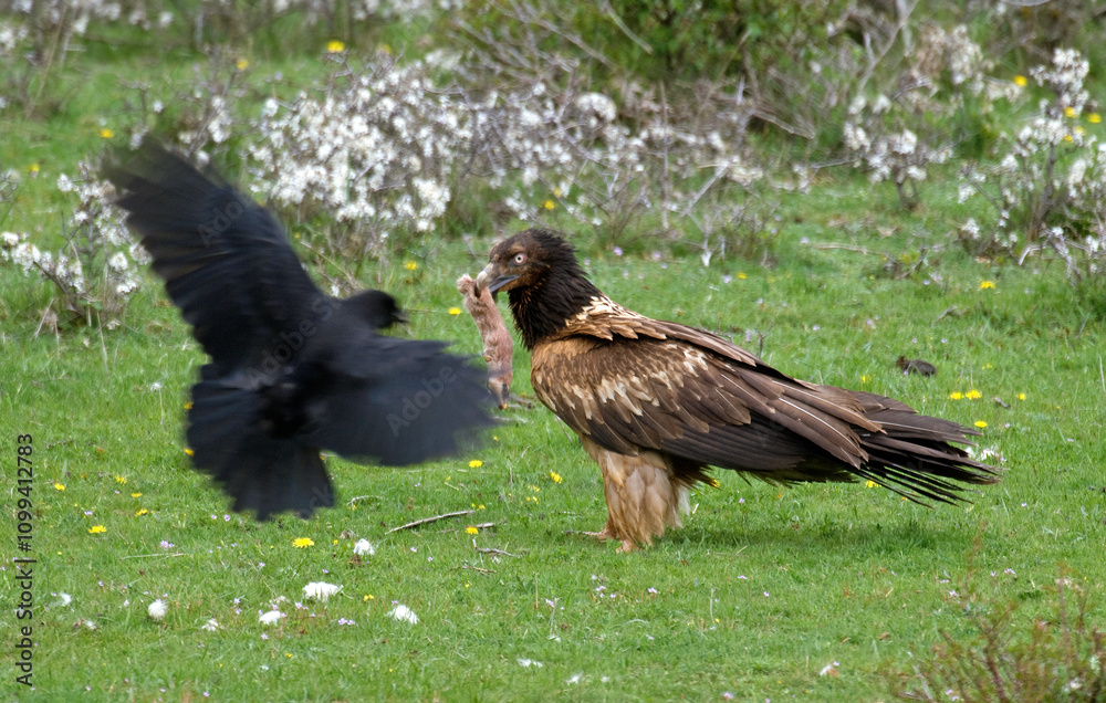 Obraz premium Gypaète barbu, jeune,.Gypaetus barbatus, Bearded Vulture, Pyrénées