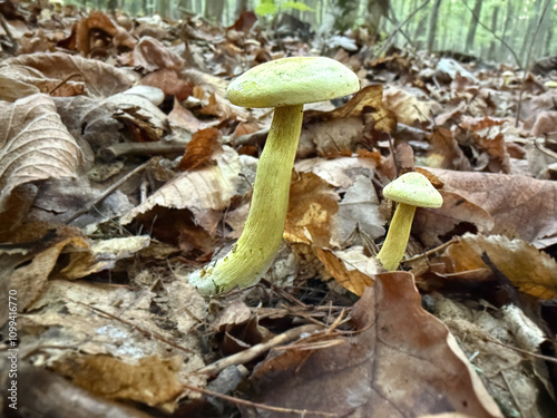 Tricholoma sulphureum known as sulphur knight. photo