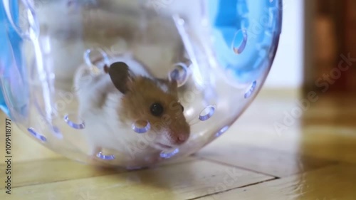 Hamster walking ball. A transparent ball in which the rodent can run around the house. Syrian hamster on a walk in a carrier