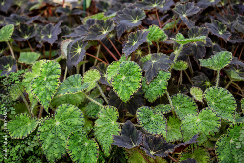Begonia leaves