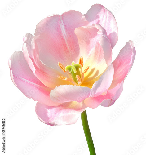 High-Quality PNG Two pink white terry tulips (Túlipa) on a white Isolated on White Background – High Resolution