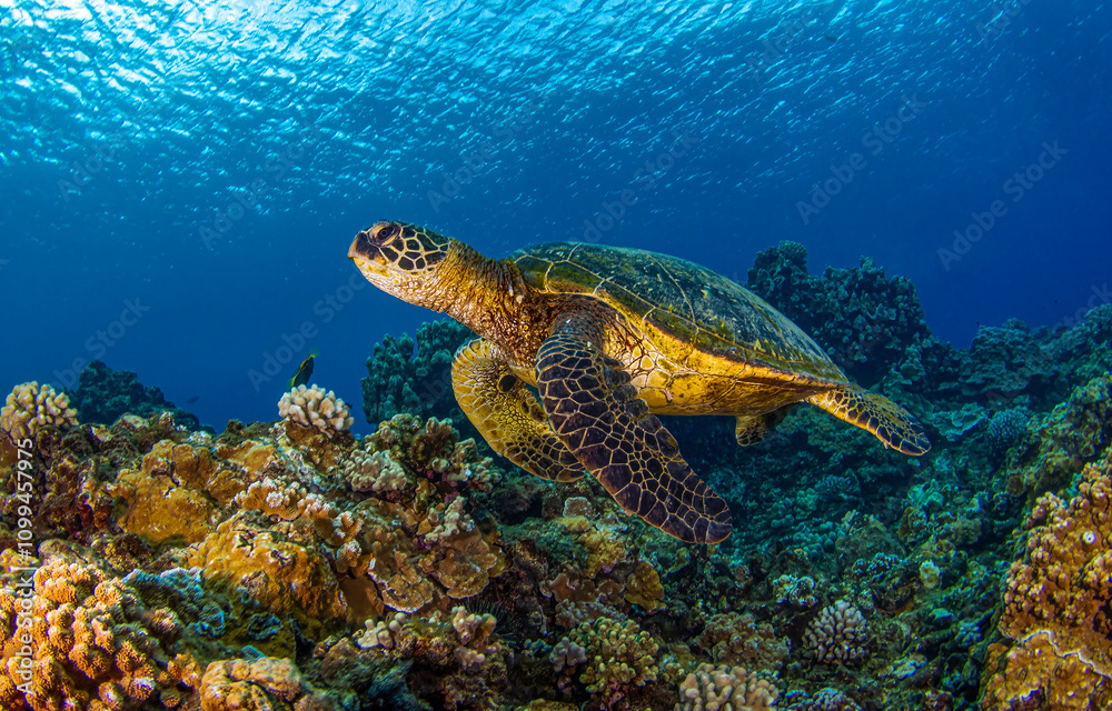 Obraz premium Sea turtle underwater