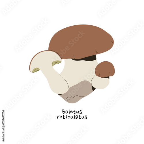 Icon of boletus reticulatus. Summer cep with name. Fall edible mushroom with brown cap. Forest fungus, woodland bolete for food. Autumn nature. Flat isolated vector illustration on white background