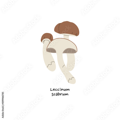 Icon of birch or rough stemmed bolete. Leccinum scabrum with name. Edible scaber stalk mushroom with brown cap. Autumn forest fungus, boletus. Flat isolated vector illustration on white background