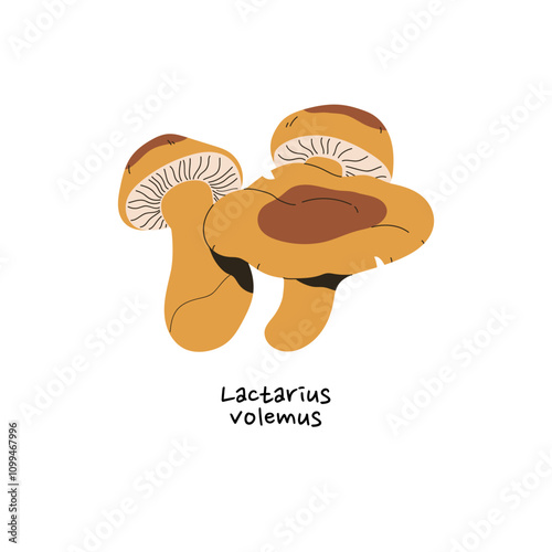 Weeping milk cap mushroom icon. Lactifluus volemus with name. Edible forest bolete. Patterned boletus, organic fungus. Autumnal nature. Flat isolated vector illustration on white background