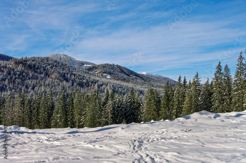 Picturesque and wonderful winter picture with fir trees on the mountain. Carp...