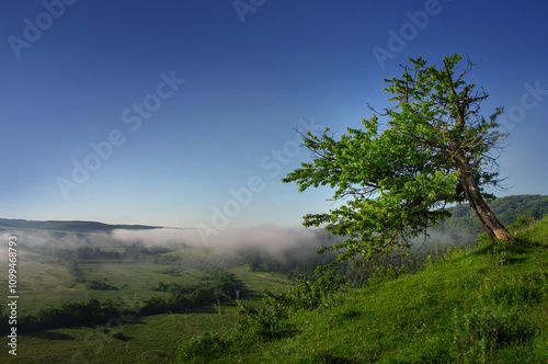 A lonely tree, morning fog and a panorama of the village below