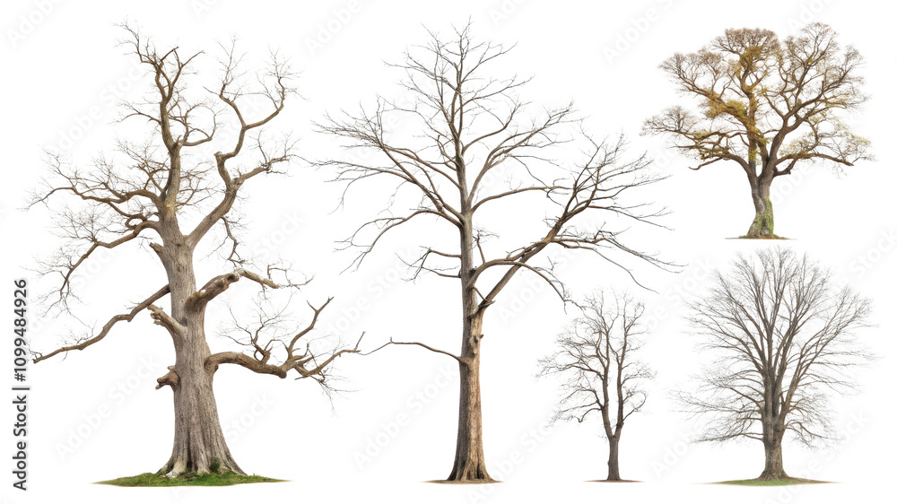 Obraz premium Varied Tree Illustrations for Creative Projects