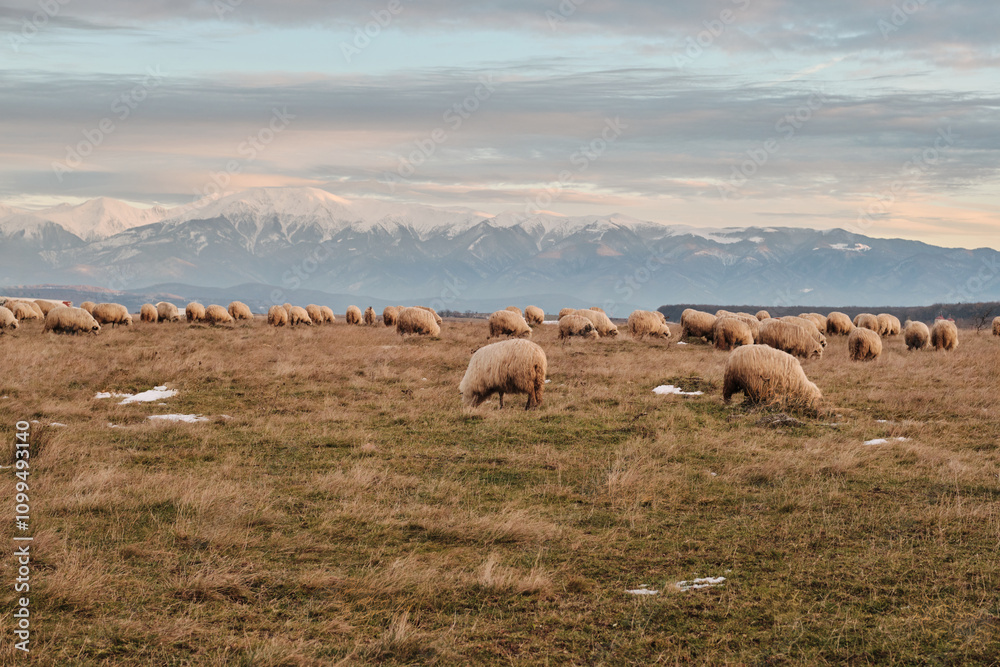 Obraz premium Peaceful flock of sheep grazing in a serene landscape. Snow-capped mountains form a stunning backdrop under a soft, pastel sky. Ideal for nature, travel, and agriculture themes. 
