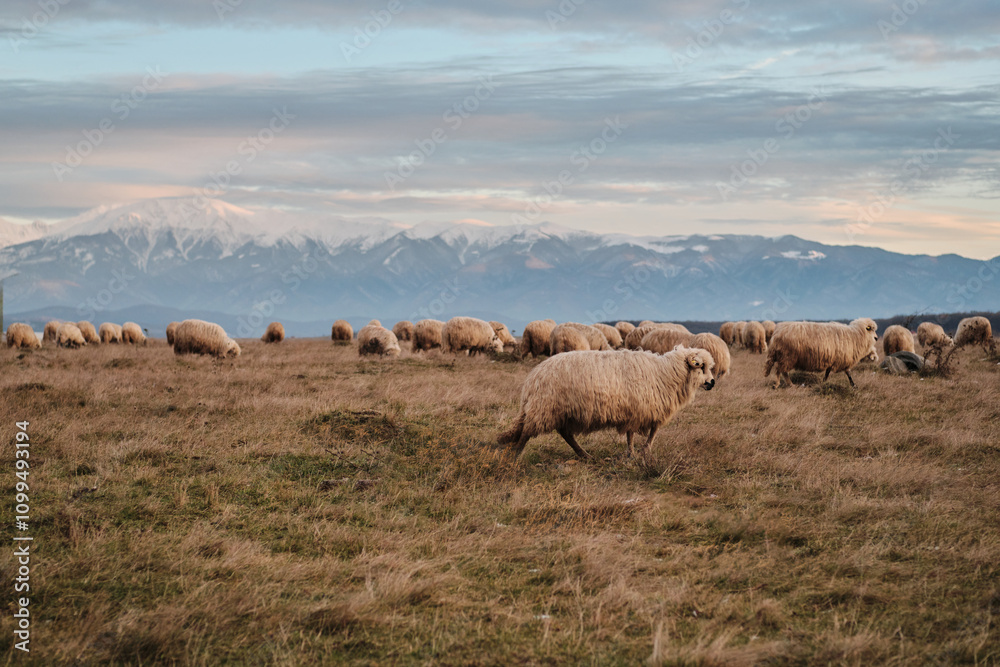 Obraz premium Flock of sheep grazing peacefully in a vast field, with a majestic snow-capped mountain range in the background. Serene landscape photography. Sibiu, Romania