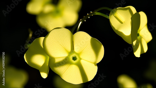 Backlit translucent silicles of Lunaria annua, also known as Honesty, Money plant or Judaspenge photo