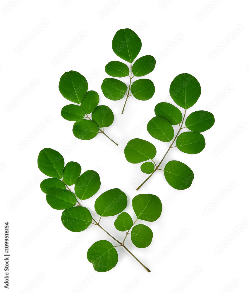 Fototapeta premium branch of green moringa leaves,tropical herbs isolated on transparen png.