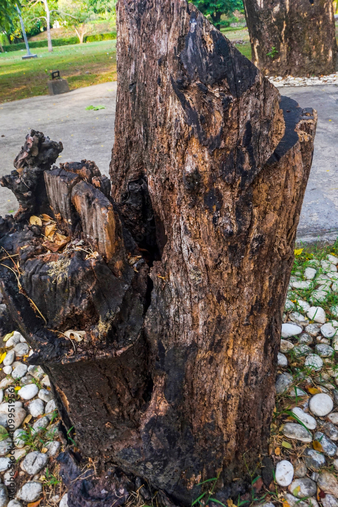 Obraz premium The texture of a wooden tree trunk is suitable as a background