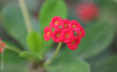 les fleurs du printemps