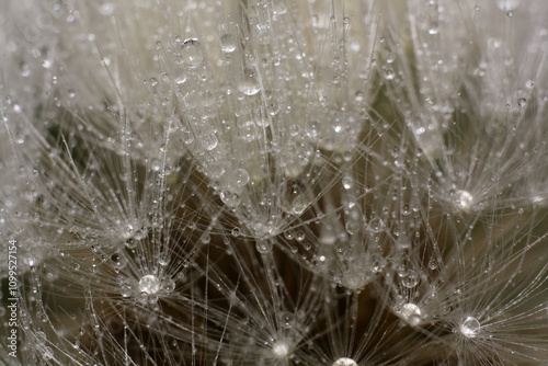 a close up of a dandelion with water droplets on it