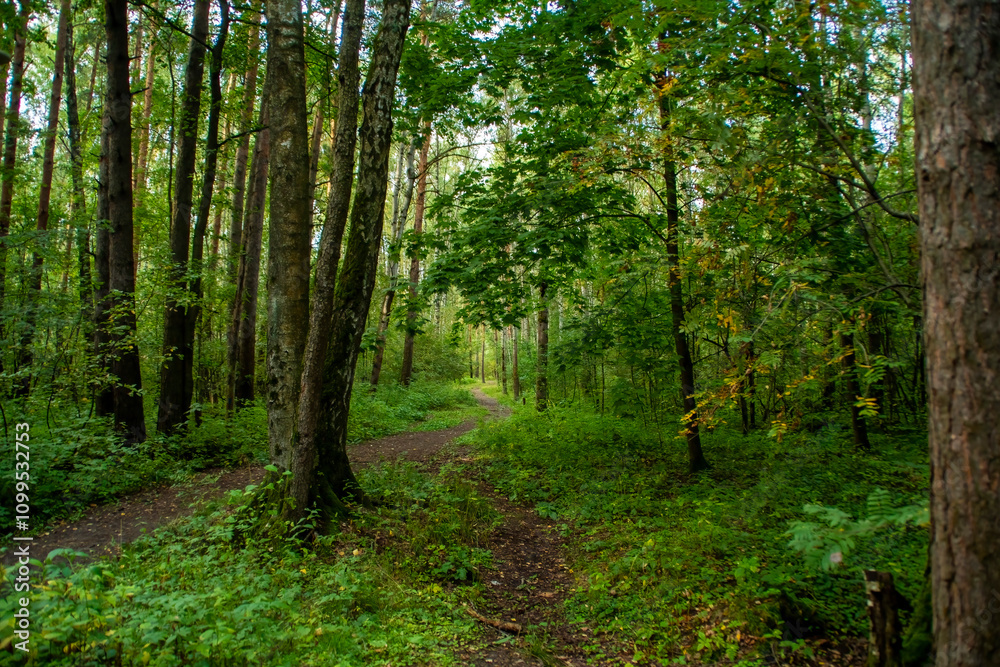 Obraz premium Summer background with a summer path between trees. Earthen road for hiking in the forest.