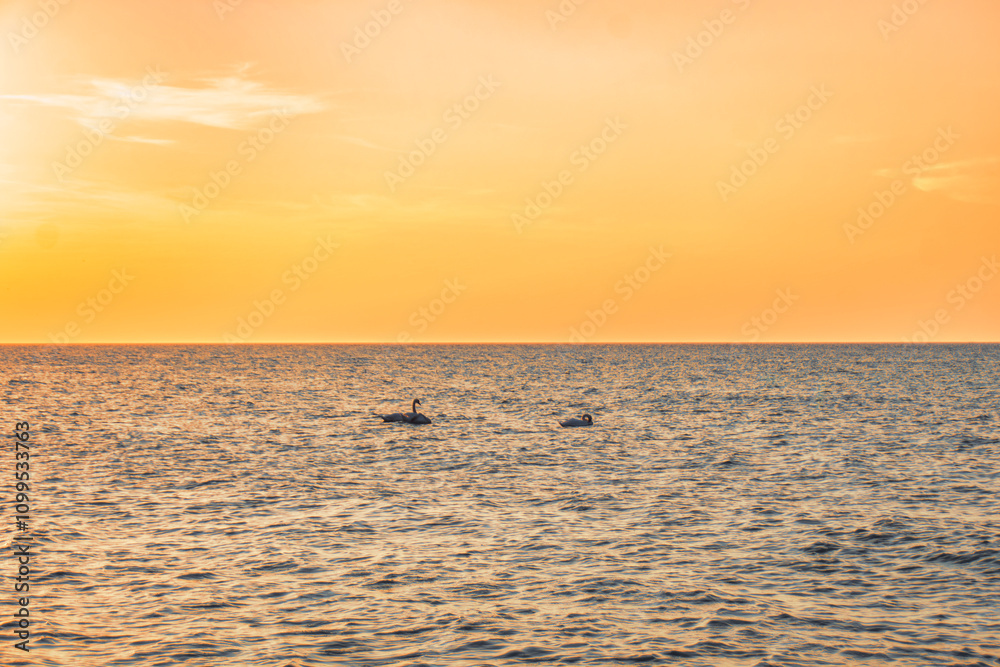 Obraz premium View of the seas at sunset. Swans sit on the sea water.
