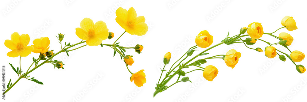 Fototapeta premium Set of a long stem of yellow flowers with buds, isolated on a transparent background.